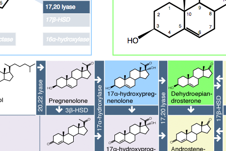 Screengrab of the Meiosis Game